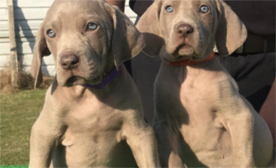 魏玛犬训练技巧有哪些