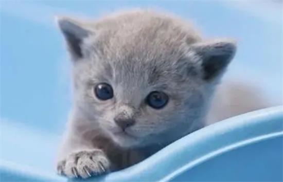 纯种蓝猫价格多少钱一只