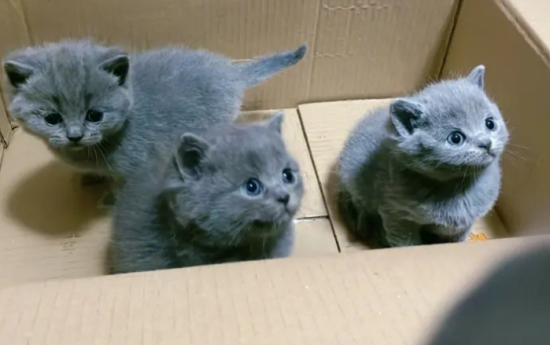 纯蓝猫怎么看纯不纯种
