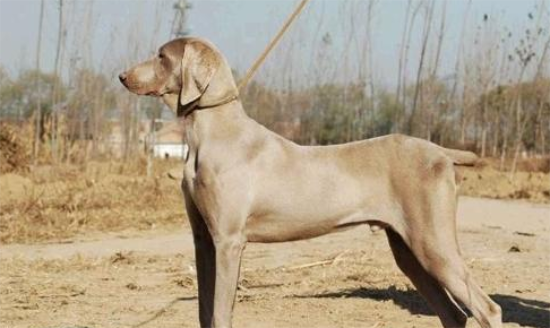 魏玛犬的用途是什么