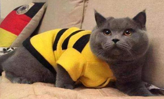 蓝猫卖500是不是太便宜了