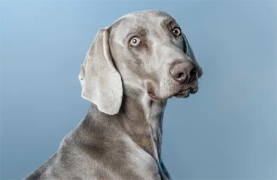“狗中贵族”魏玛犬怎么养？