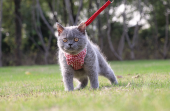 8种具有蓝色眼睛的猫咪品种