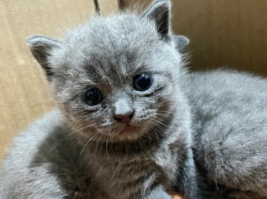 蓝猫是什么品种的猫咪