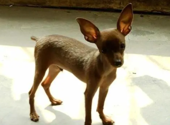 小鹿犬纯不纯种看什么