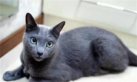 俄罗斯蓝猫多少钱
