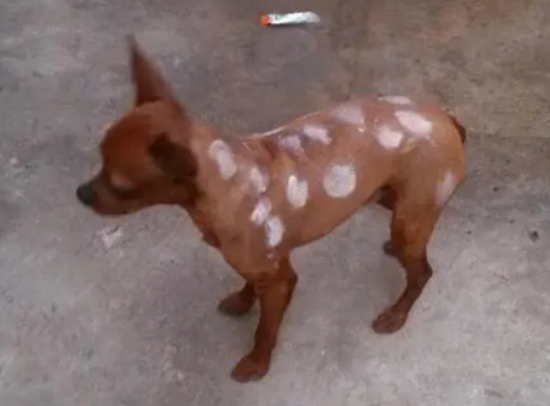 小鹿犬身上有皮屑用什么药
