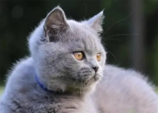 蓝猫最便宜多少钱一只