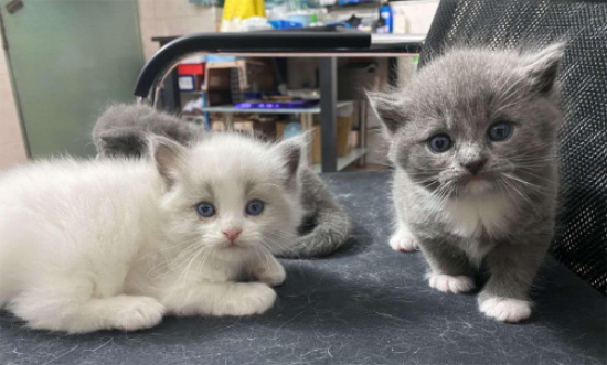 布偶和蓝猫串出来图片