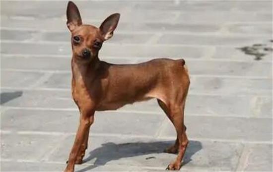 小鹿犬纯不纯种看什么？