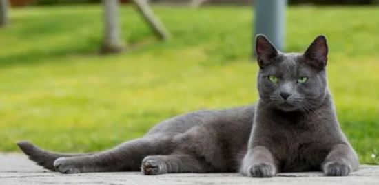俄罗斯蓝猫和什么猫配最好