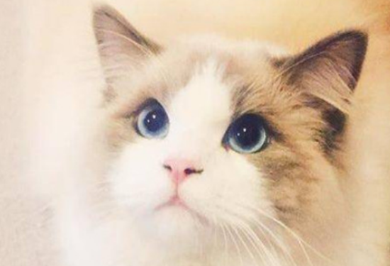 布偶与蓝猫生的猫长什么样