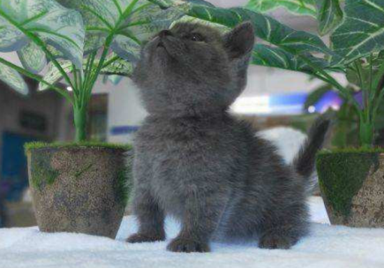 蓝猫与短腿蓝猫的区别