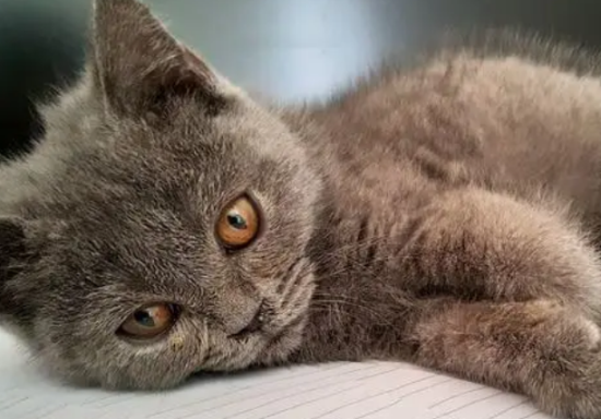 蓝猫感冒了怎么办？蓝猫感冒了是什么症状？
