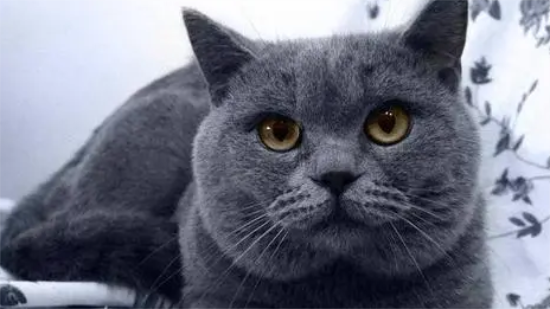 蓝猫能活多少年