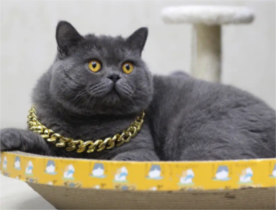 英短蓝猫为什么不吃鱼