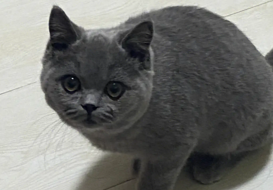英短蓝猫怎么养胖的快？