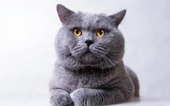 英短蓝猫呼吸有呼噜声？只有养猫者才能了解