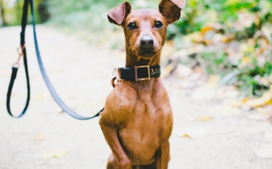 小鹿犬吃狗粮要泡吗？