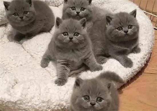 蓝猫生小猫需要接生吗？