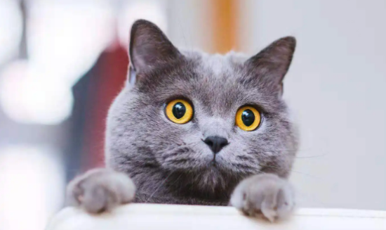 蓝猫一般可以长到多少斤？来了解下吧
