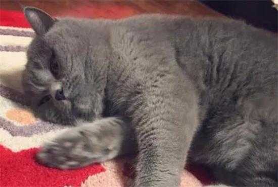 英短蓝猫为什么会吐？ 原因很简单