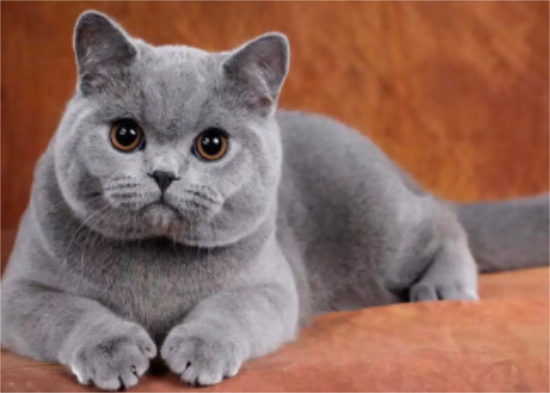 英短蓝猫可以吃酸奶吗？你了解吗？