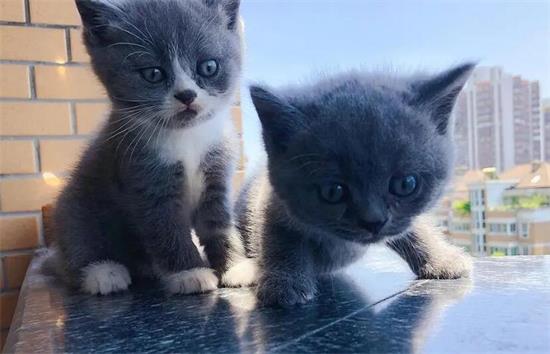 蓝猫怎么看是不是黑下巴？你可别搞错了