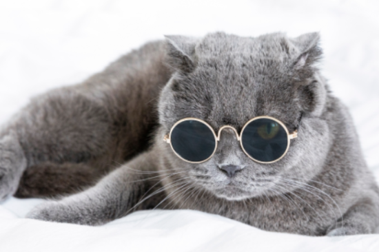 蓝猫为什么是灰色？