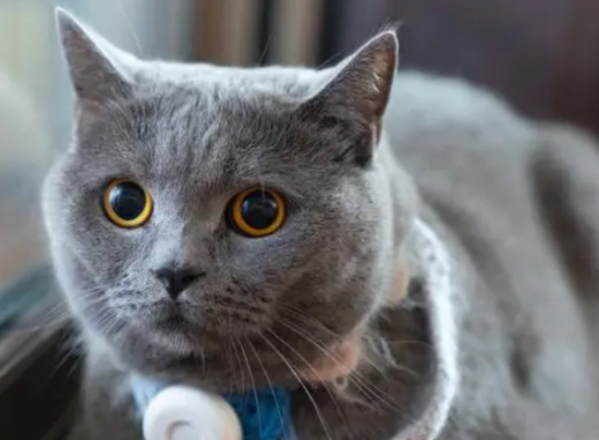 英短蓝猫不听话怎么办？不妨来看看吧