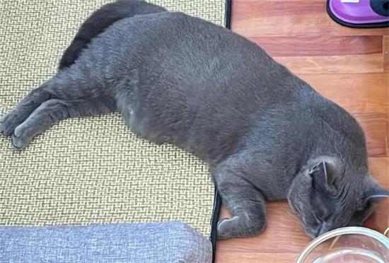 英短蓝猫一年生几窝？