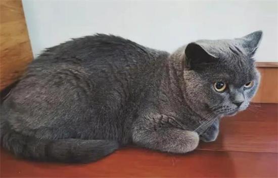 英短蓝猫挂霜怎么回事？