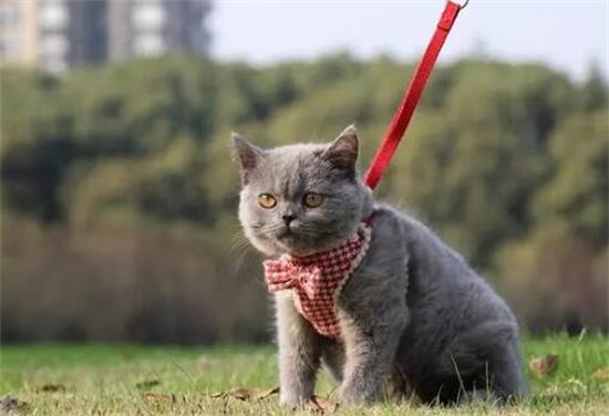 蓝猫的智力相当于人几岁