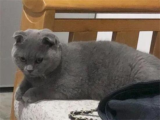 蓝猫生气了会有什么表现