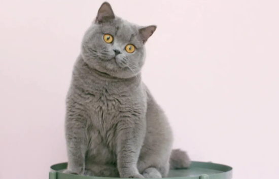 英短蓝猫一岁大概多重？