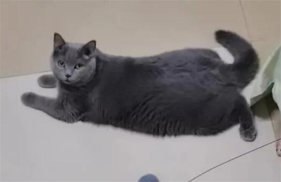 新手养蓝猫注意事项