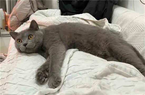 蓝猫为啥用头拱人？