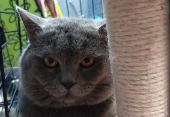 公蓝猫几个月开始发情？