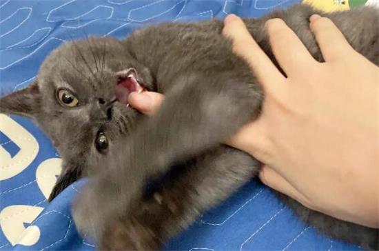 蓝猫为什么爱咬主人