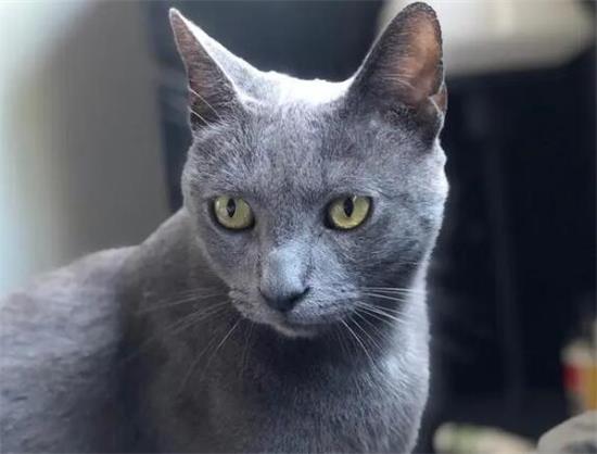 蓝猫的寿命一般有几年