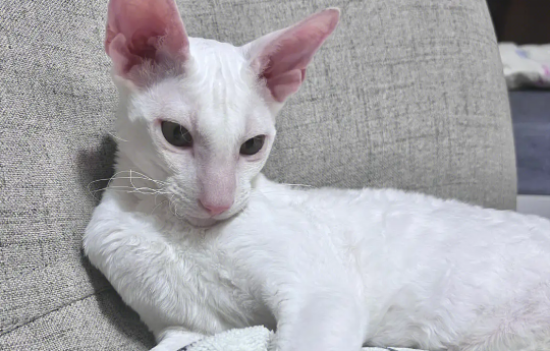柯尼斯卷毛猫掉毛怎么办？饲养需谨慎！