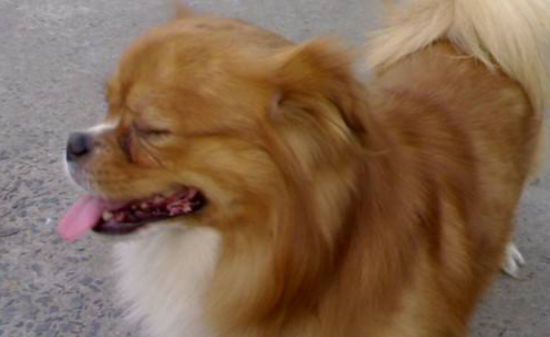 西藏猎犬聪明吗？