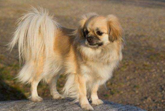 西藏猎犬的用途是什么？