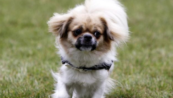 西藏猎犬的寿命一般是多久？