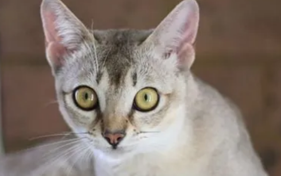 新加坡猫吃什么？该喂一些什么比较好？