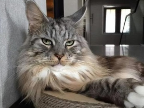 缅因猫串串多少钱一只