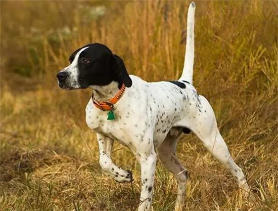 波音达寻回犬为什么是最稀有珍贵的非洲运动犬之一