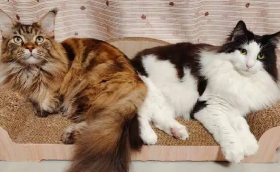 森林猫和缅因猫的区别