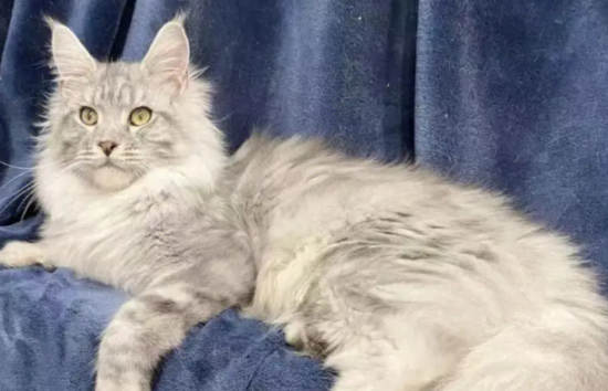 怎么挑选缅因猫？技巧大全来啦！
