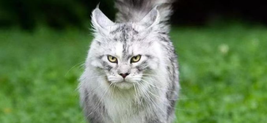 纯种缅因猫多少钱一只